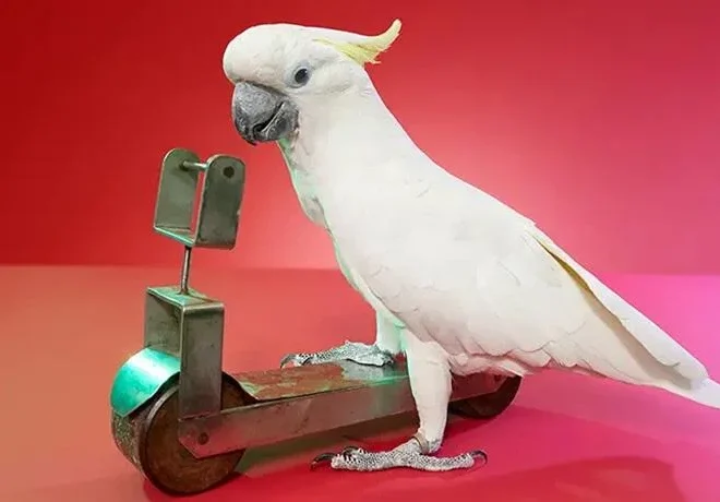 The Strangest Feats Ever: Exploring the Wild World of Weird World Records