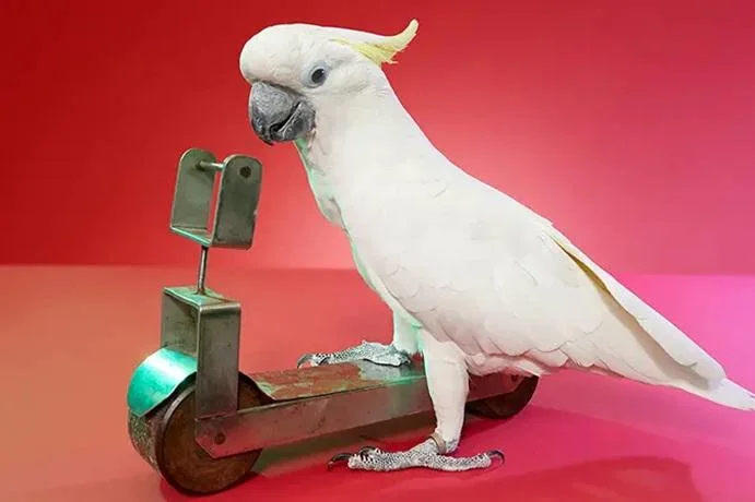 The Strangest Feats Ever: Exploring the Wild World of Weird World Records