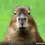 South American Rodent