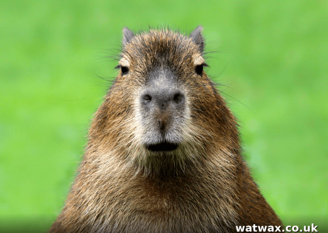 South American Rodent: A Complete Guide to These Amazing Animals