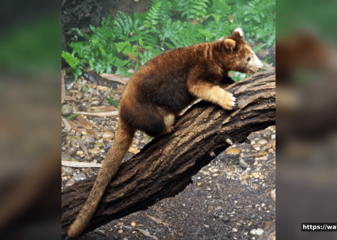 Tree Kangaroo: The Amazing Marsupial That Lives in Trees