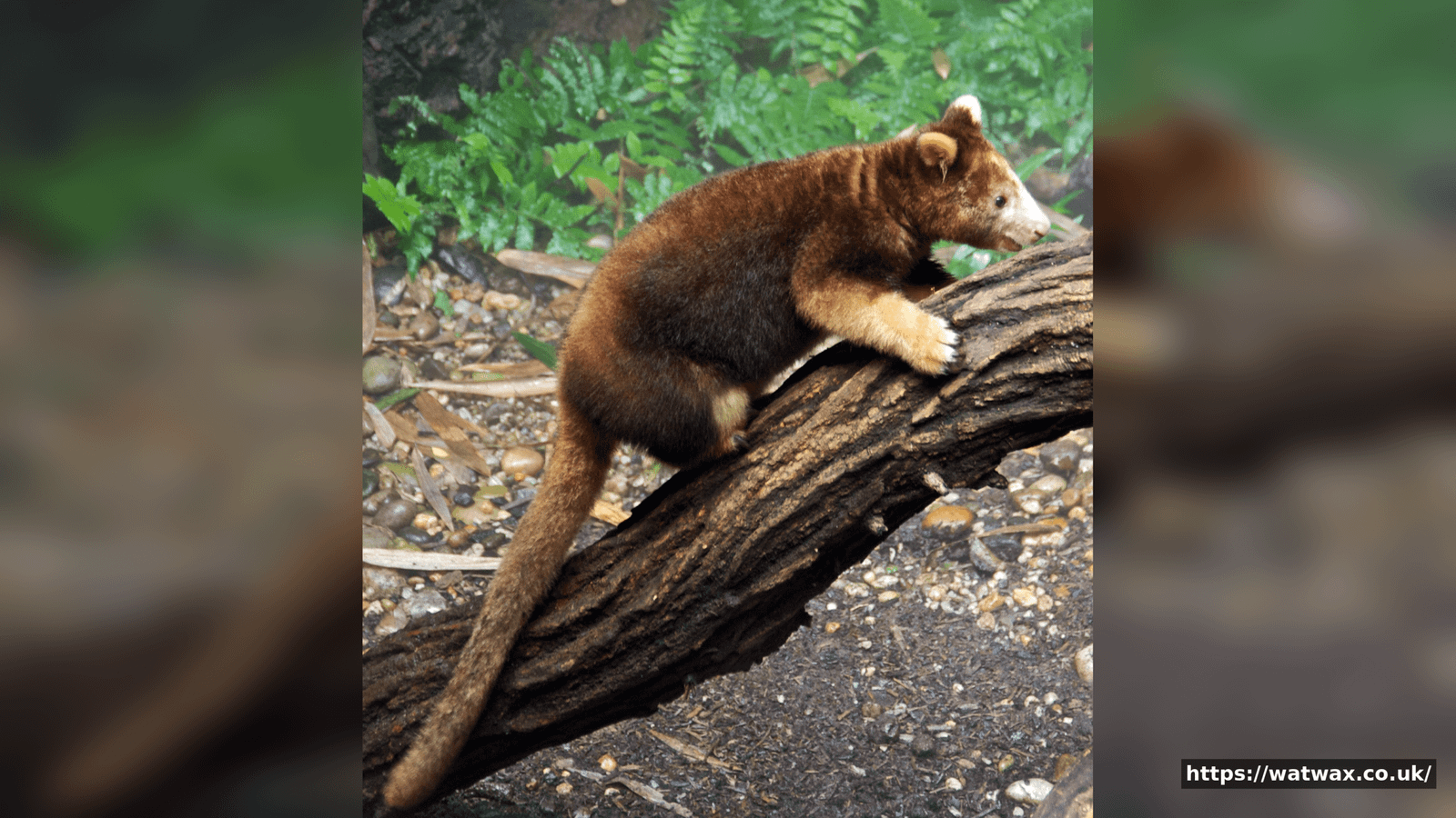Tree Kangaroo: The Amazing Marsupial That Lives in Trees