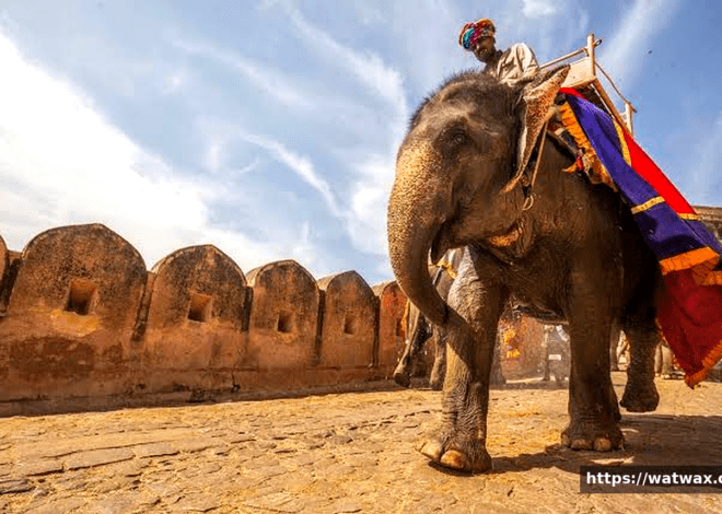The Indian Elephant in India: A Majestic Heritage Facing Modern Challenges