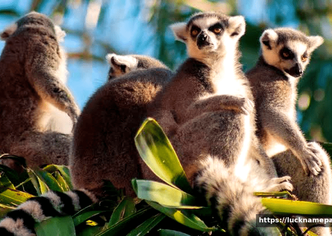 The Amazing Species in Madagascar: A Journey to an Island of Wonders