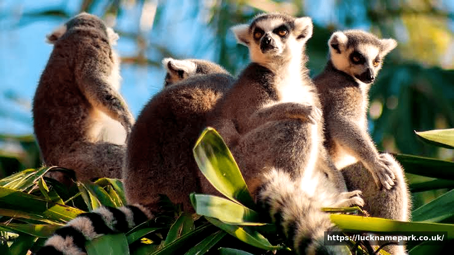 The Amazing Species in Madagascar: A Journey to an Island of Wonders